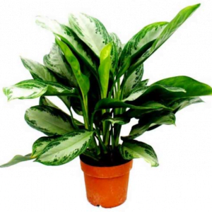 Aglaonema