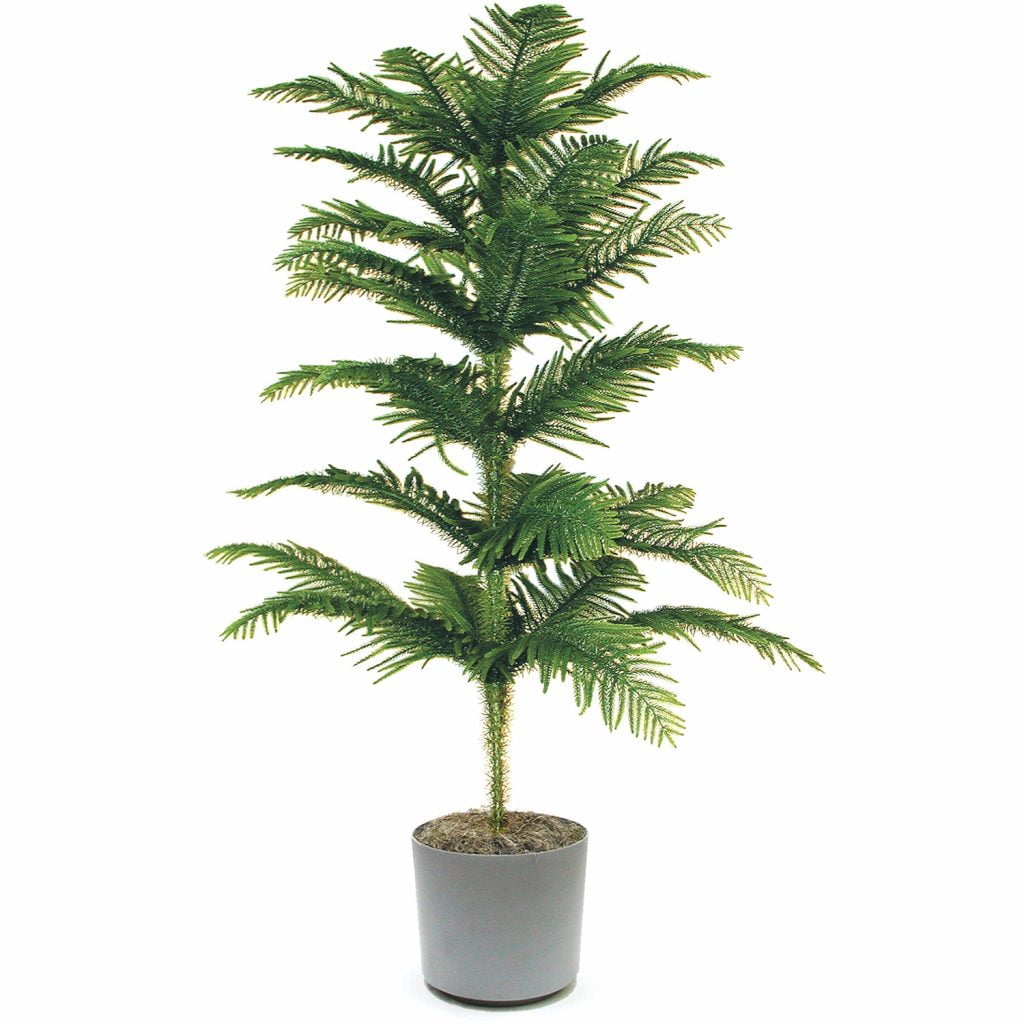 Araucaria​