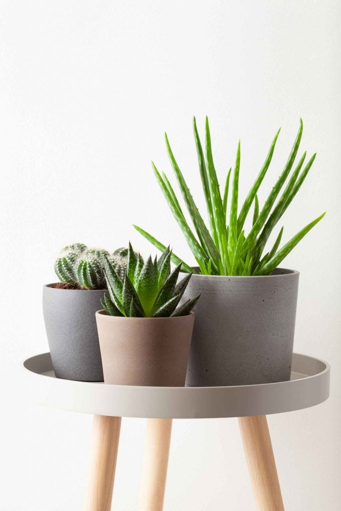 indoor-plants-decoration