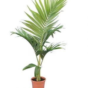 Alexandra-Palm