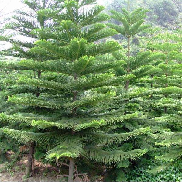 Araucaria - Image 2