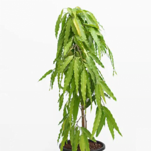 Ashoka-Plant