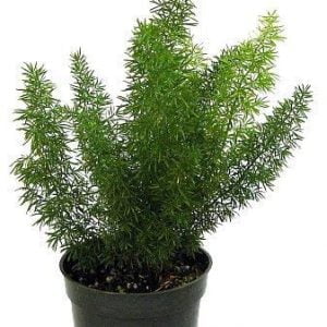 Aspera-Grass