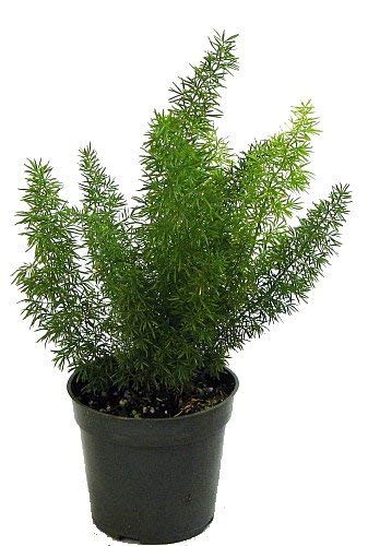 Aspera-Grass