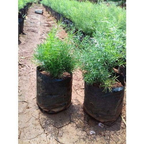 Aspera-Grass