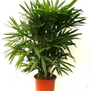 Broadleaf-lady-palm