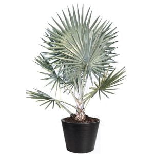 Bismarckia-Palm