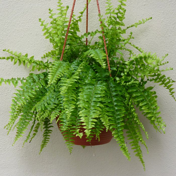Boston-Fern