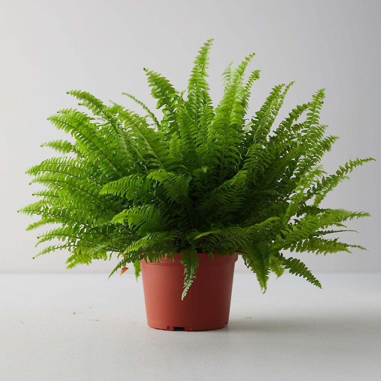 Boston-Fern