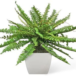 Boston Fern