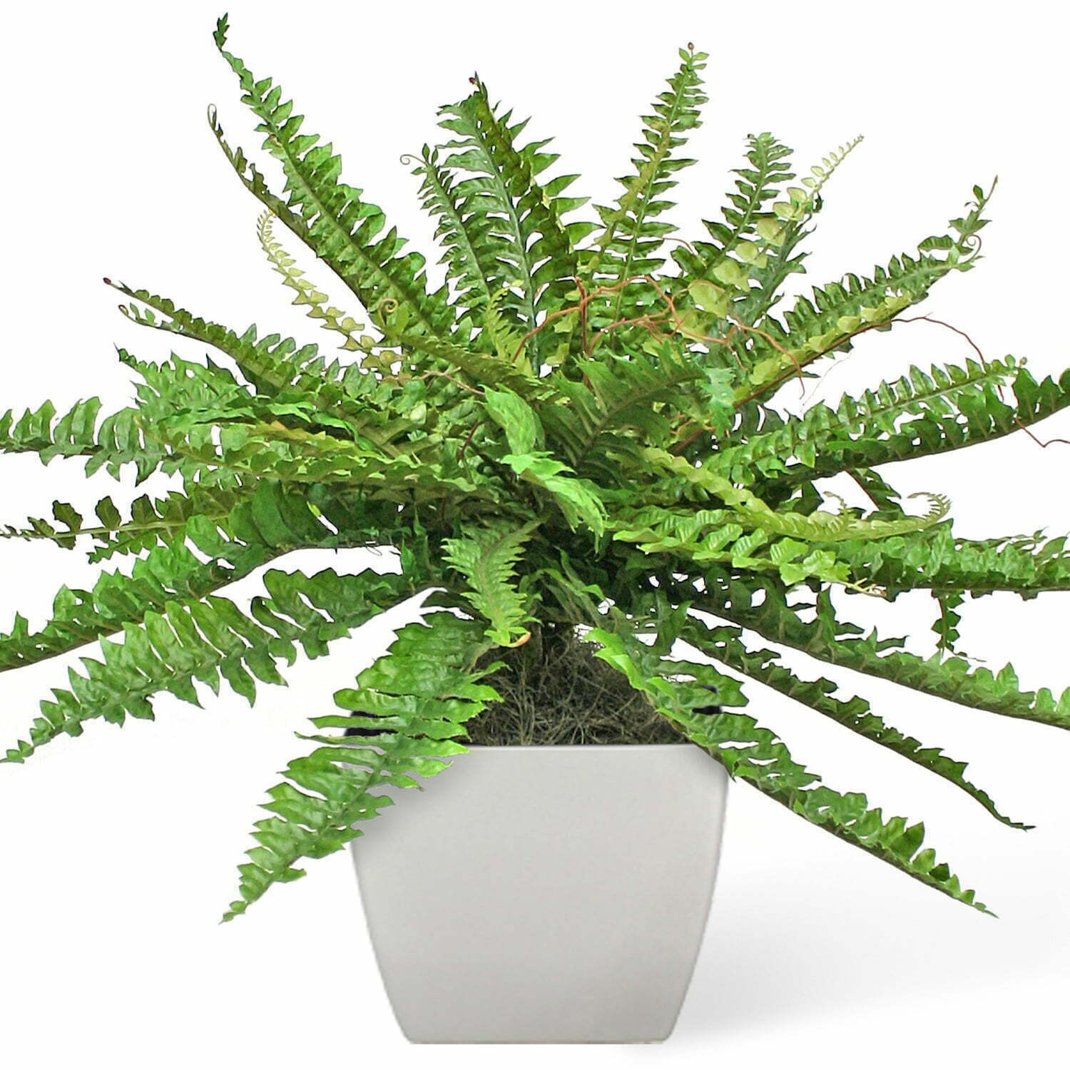 Boston Fern