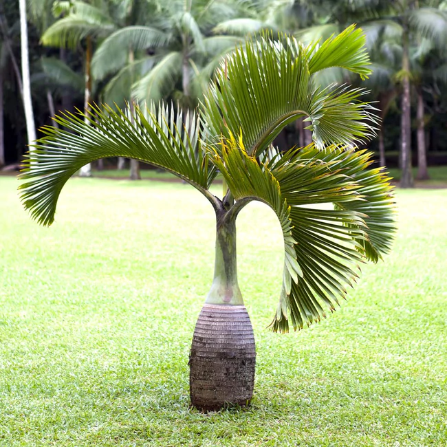 Bottle-Palm