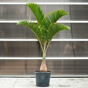 Bottle-Palm