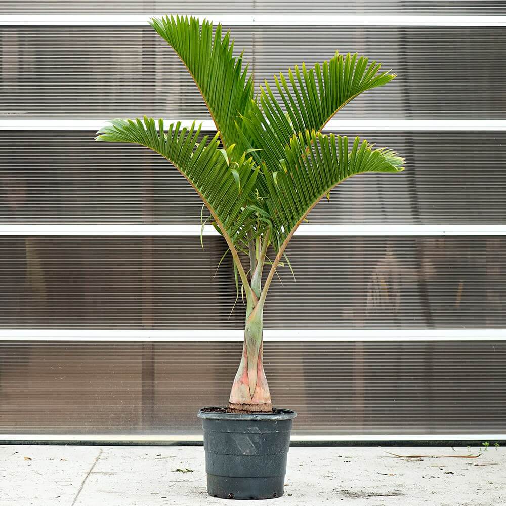 Bottle-Palm