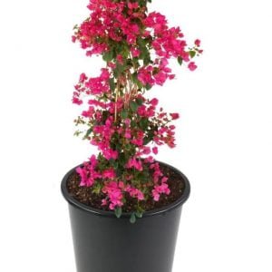 Bougainvillea