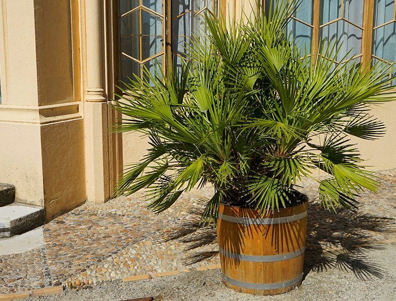 Chamaerops-Fan-Palm