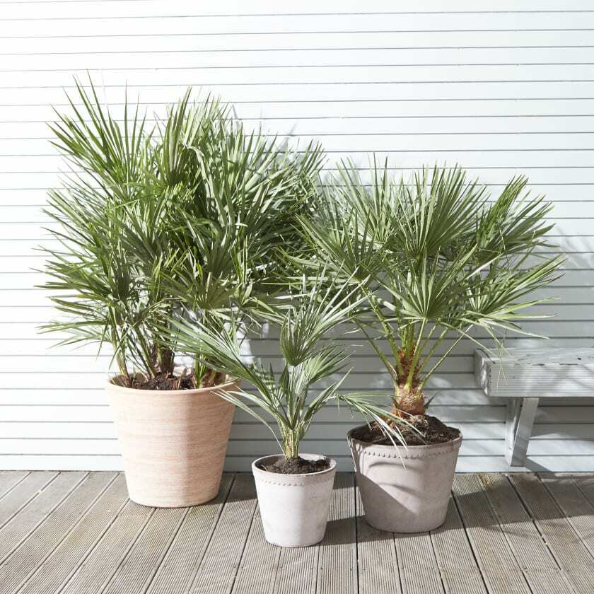 Chamaerops-Fan-Palm