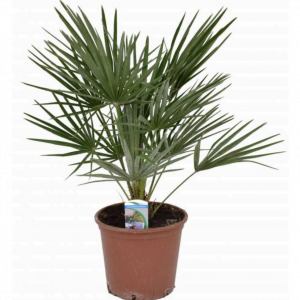 Chamaerops-Fan-Palm