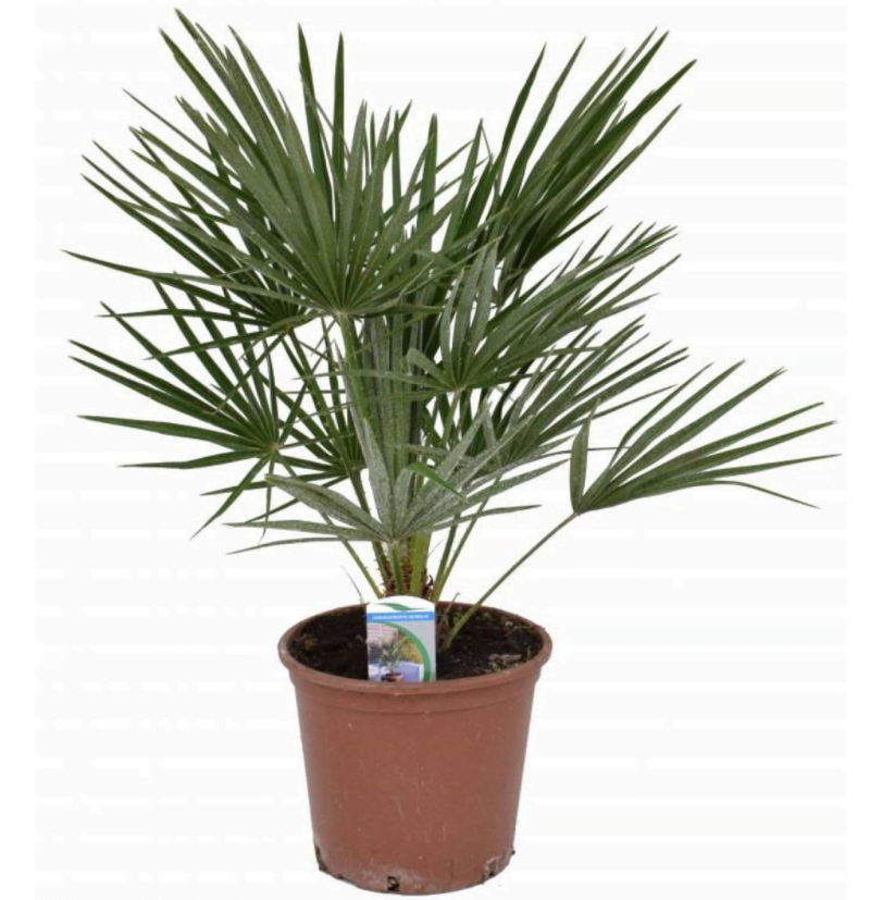 Chamaerops-Fan-Palm