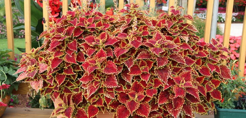Coleus