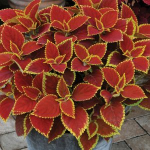 Coleus