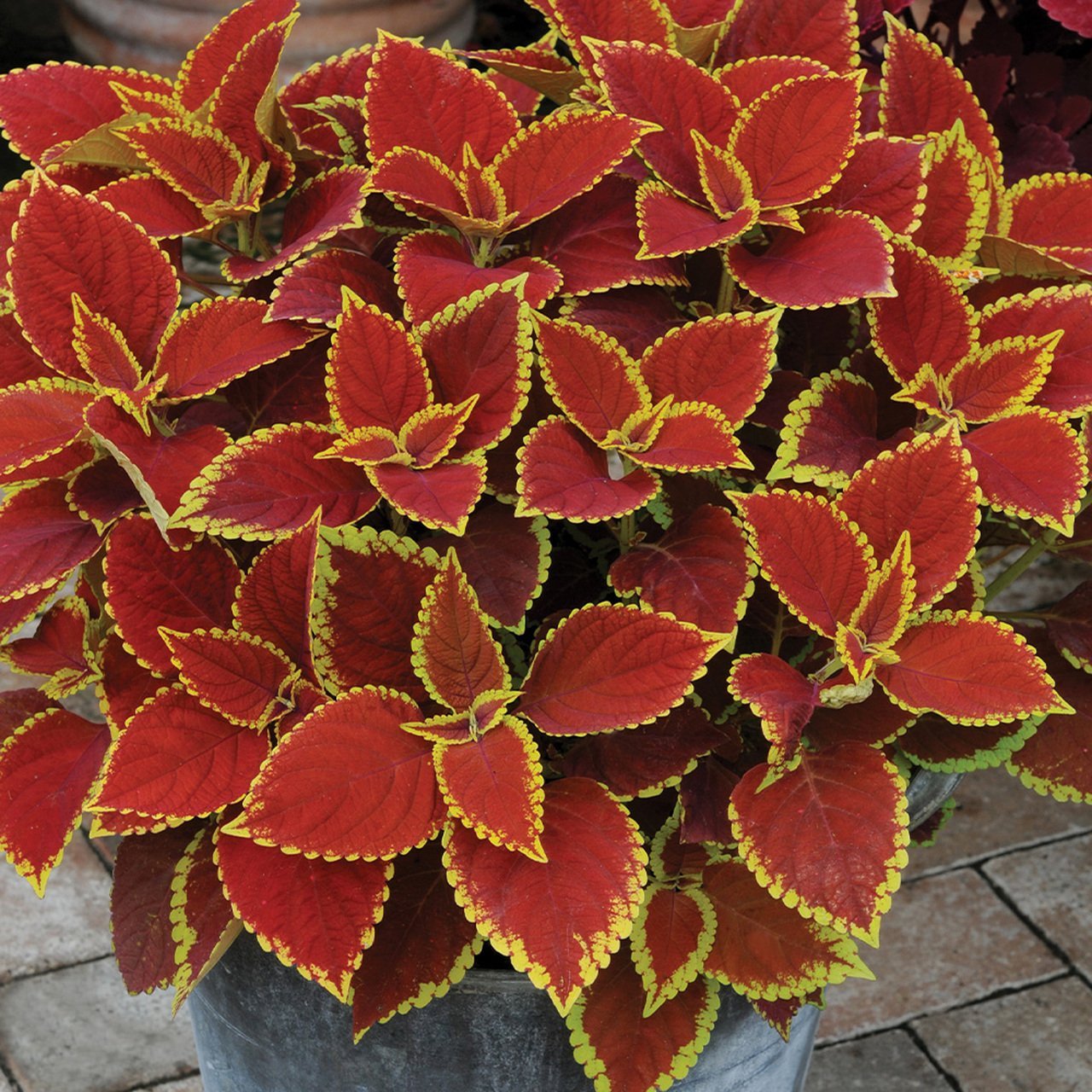 Coleus