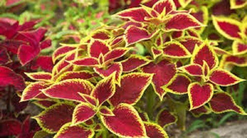 Coleus