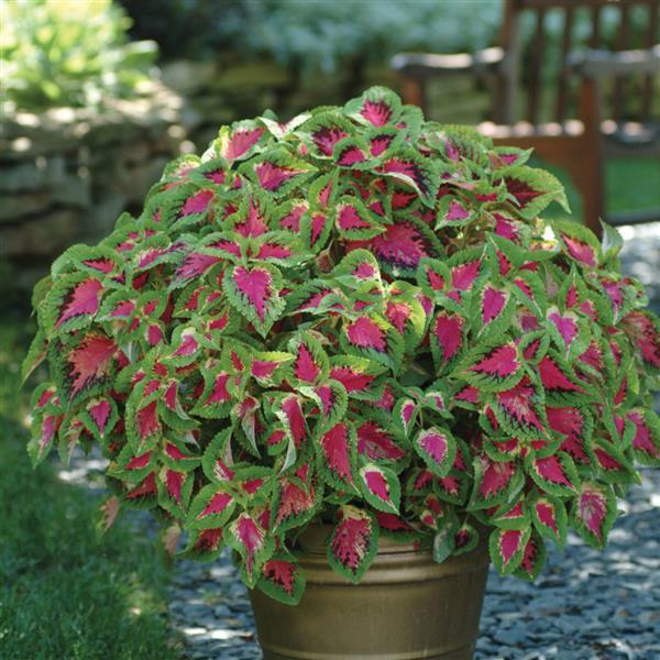 Coleus