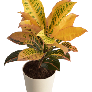 Croton