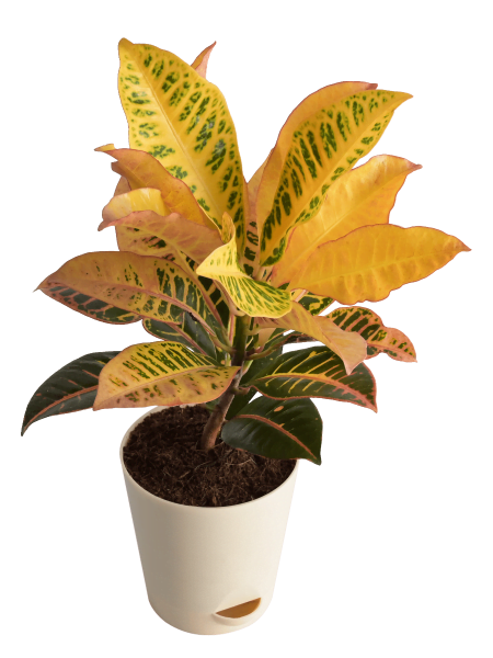Croton