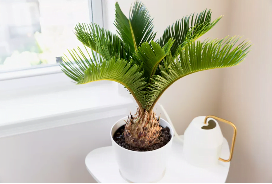 Cycas-Palm