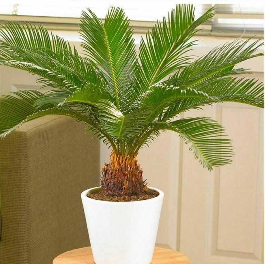 Cycas-Palm