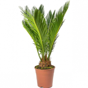 Cycas-Palm