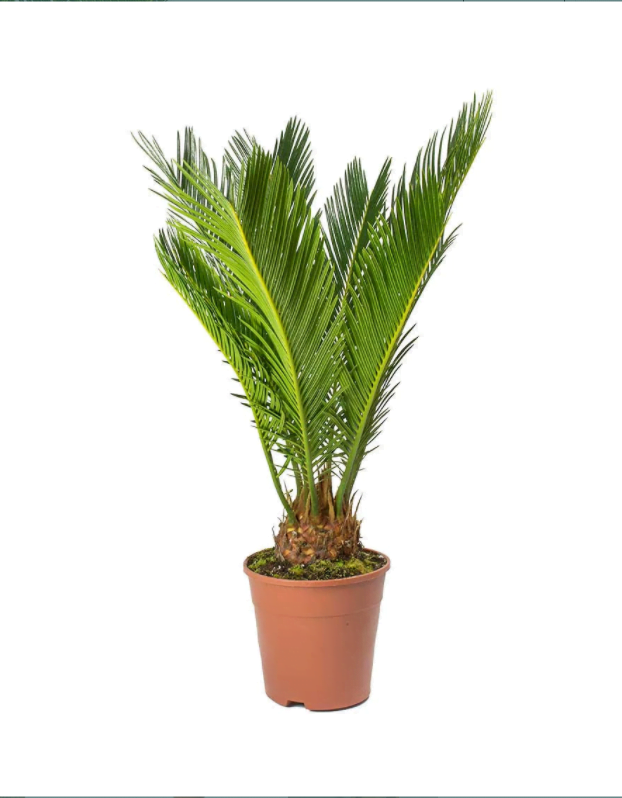Cycas-Palm