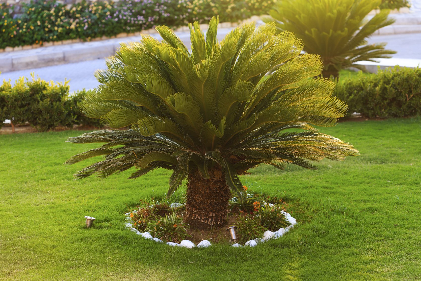 Cycas-Palm