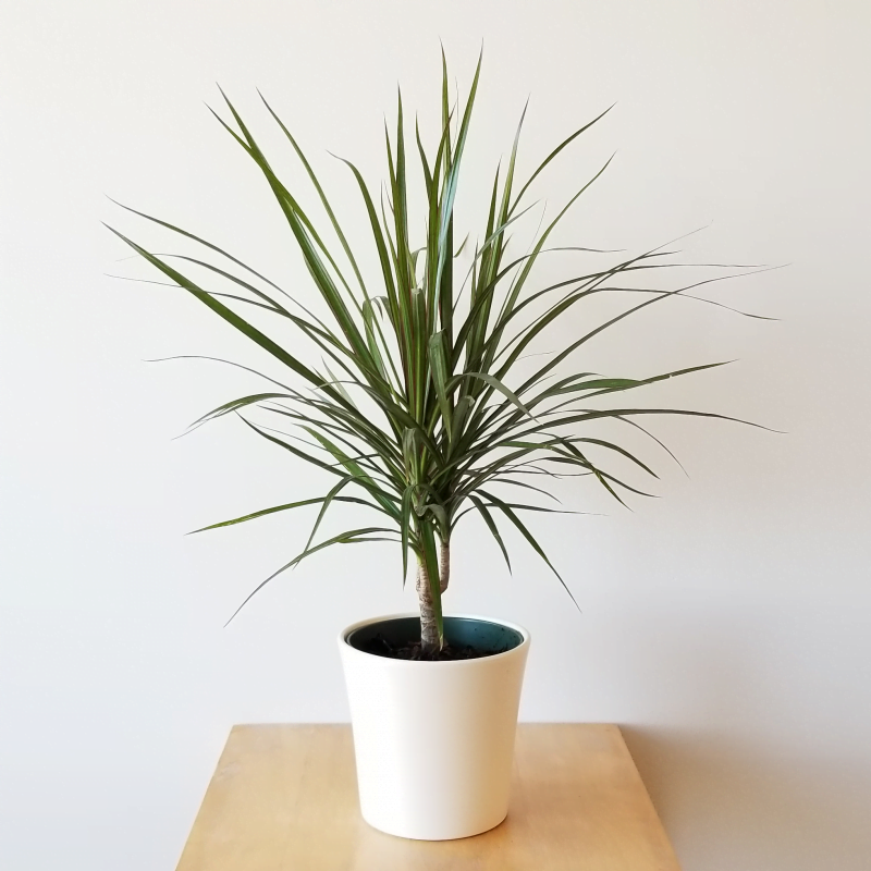 Dracaena-Marginata