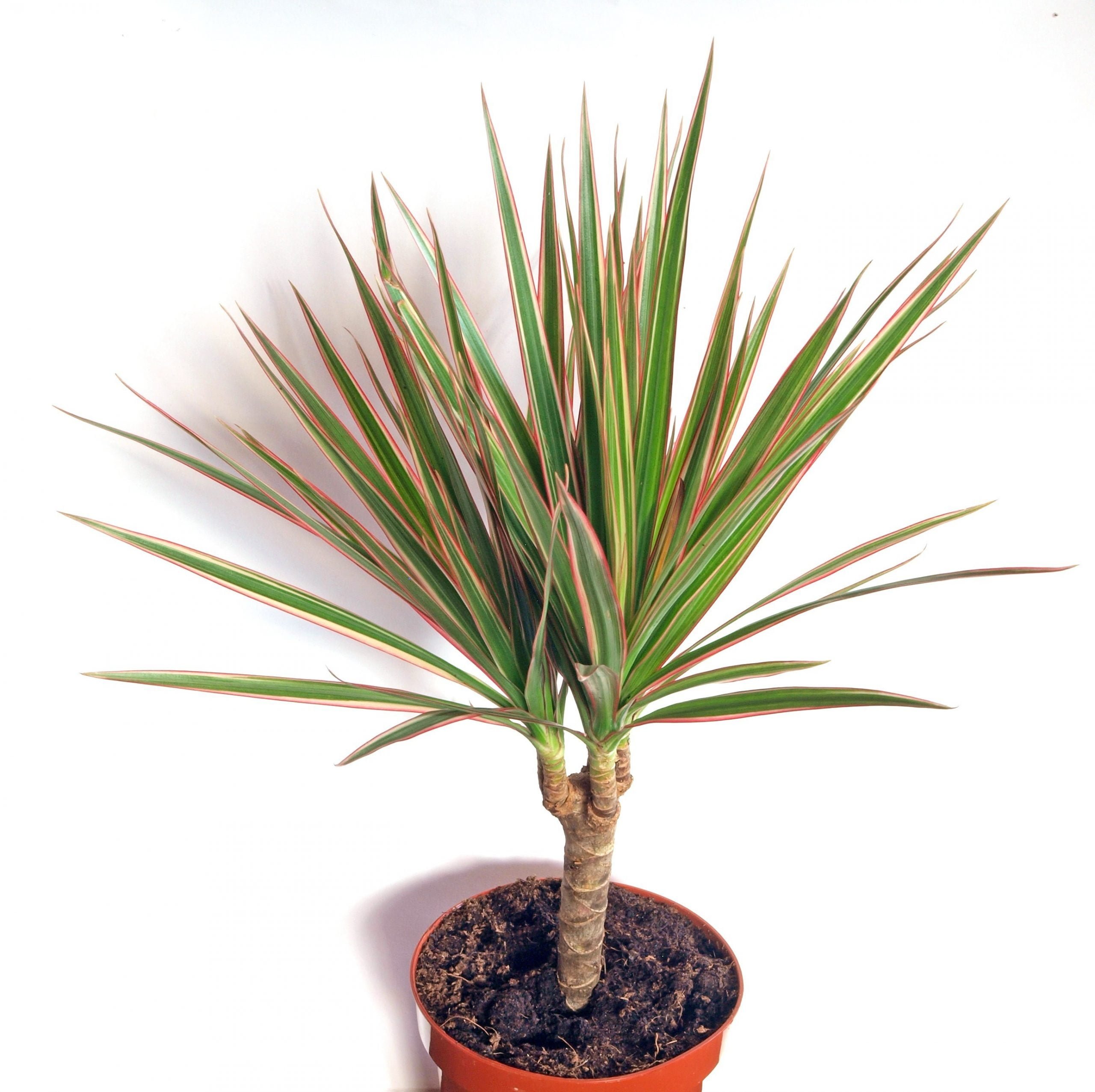Dracaena-Marginata