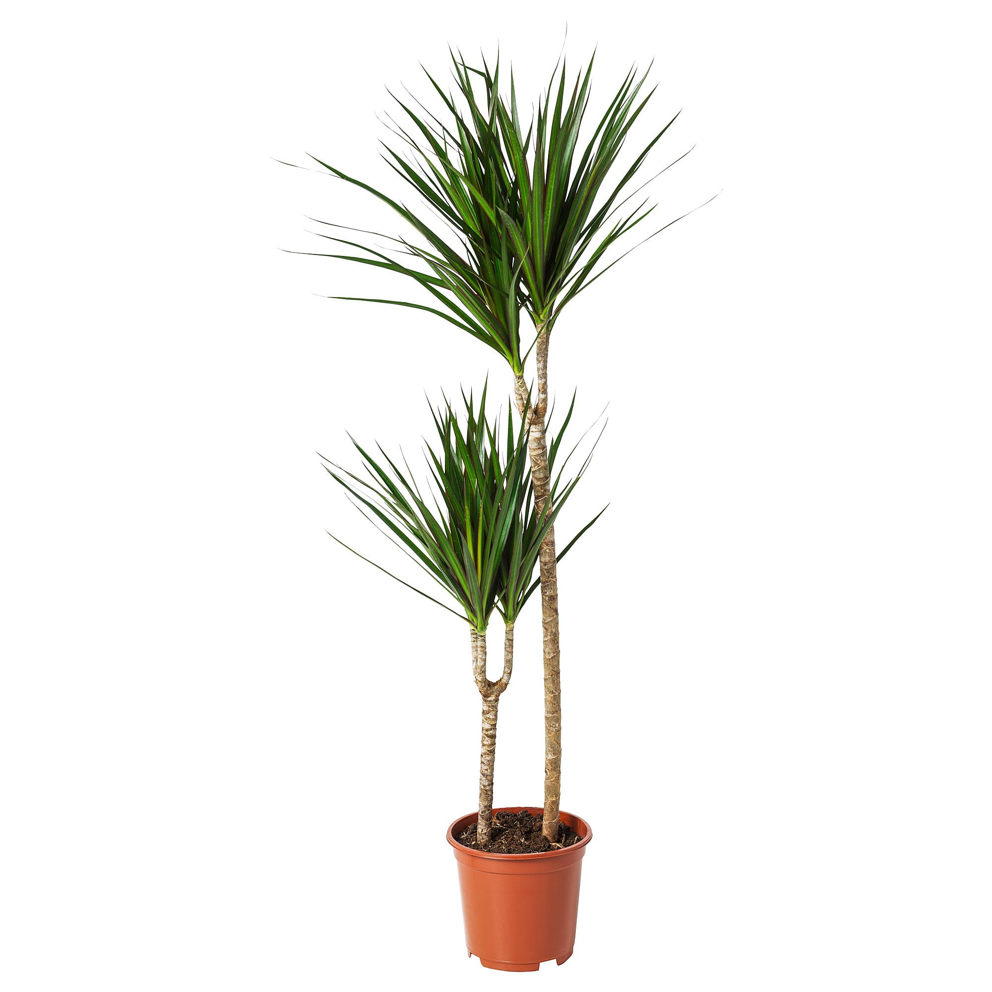 Dracaena-Marginata