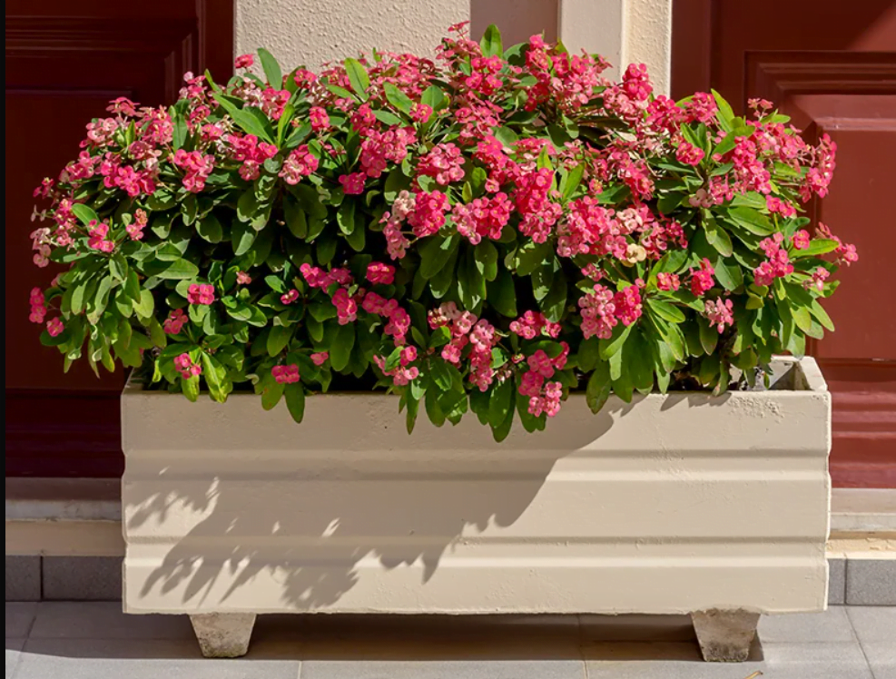 Euphorbia-Milii