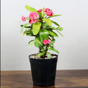 Euphorbia-Milii