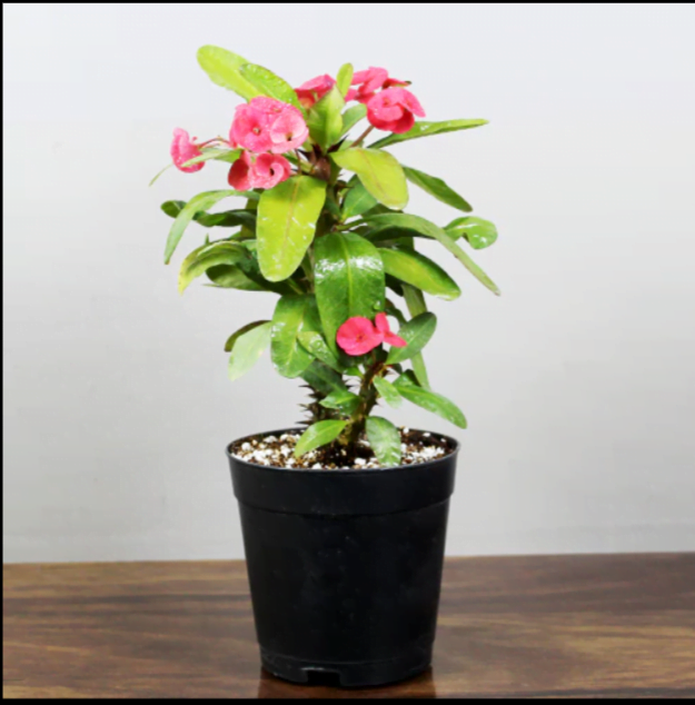 Euphorbia-Milii