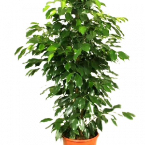 Ficus-Plant
