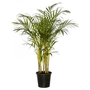 Golden-Palm