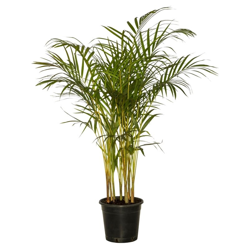 Golden-Palm