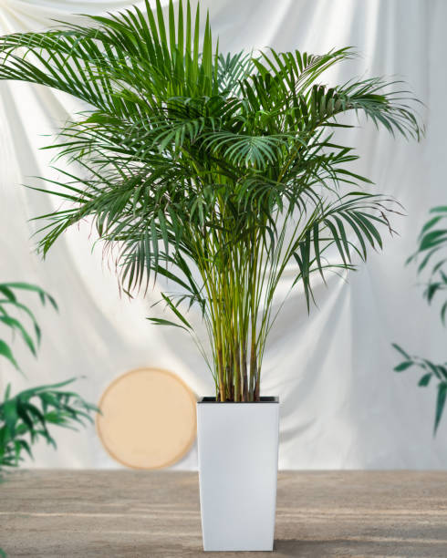 Golden-Palm