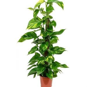 Money-Plant