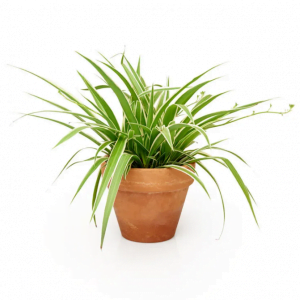 Spider-Plant