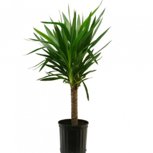 Yucca