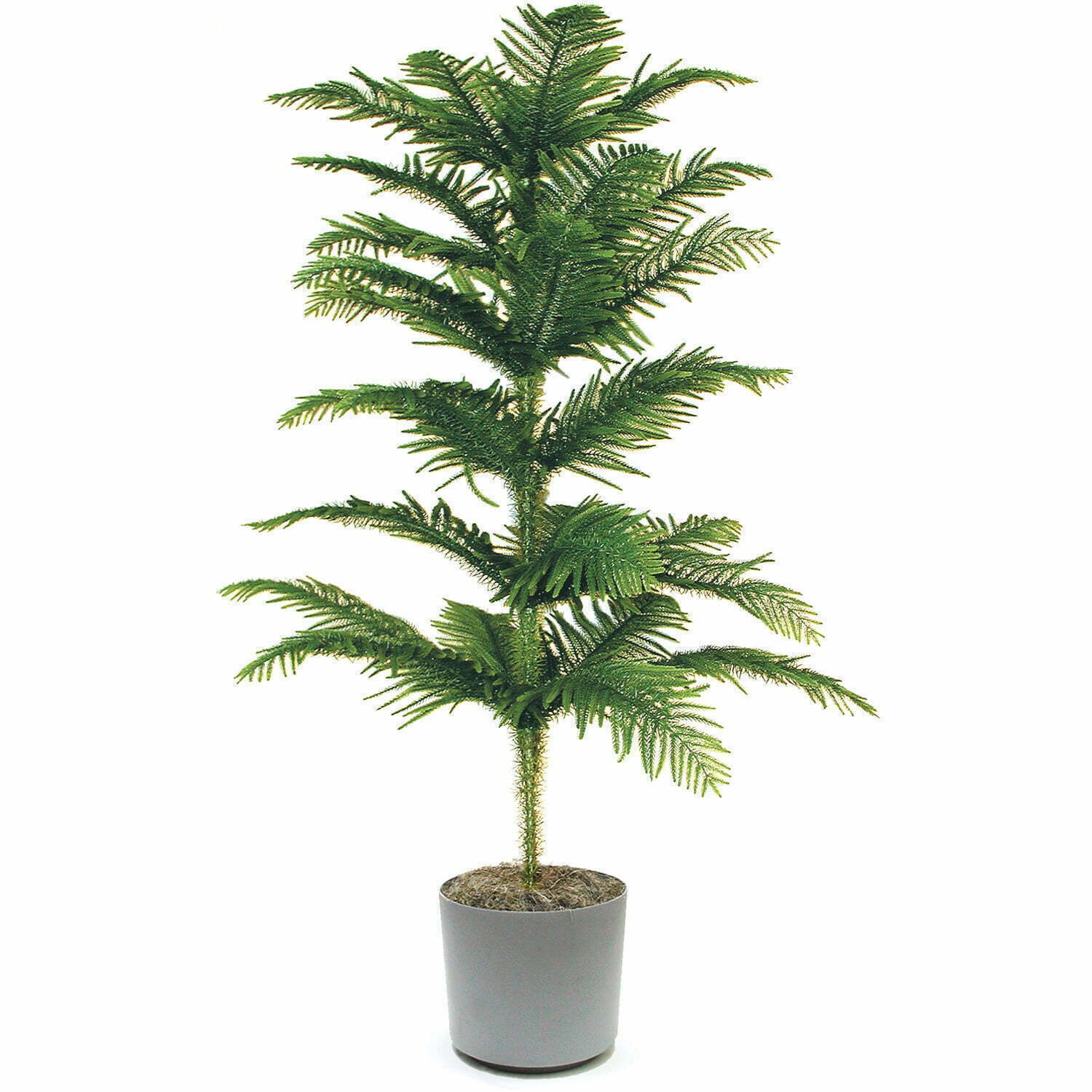 Araucaria