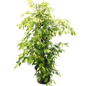 Golden-Ficus